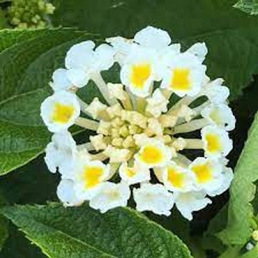 Lantana camara 'Havana Full Moon' - Havana Full Moon Lantana